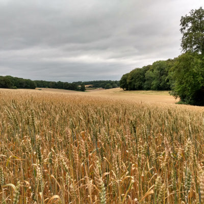 harvest field